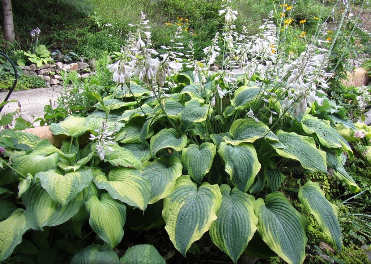 Hosta 'Satisfaction'